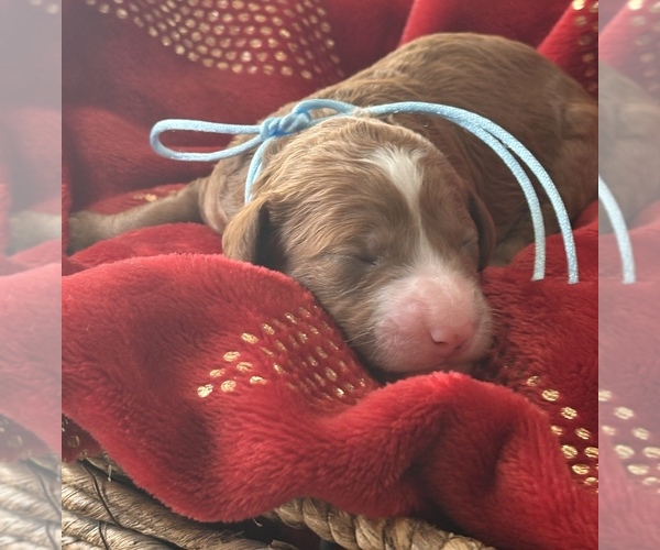 Medium Photo #2 Goldendoodle (Miniature) Puppy For Sale in SAINT MARYS, KS, USA