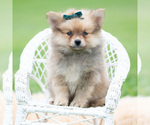 Small Photo #59 Pomeranian Puppy For Sale in WARSAW, IN, USA