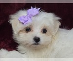 Puppy Bella Maltese