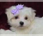 Puppy 1 Maltese