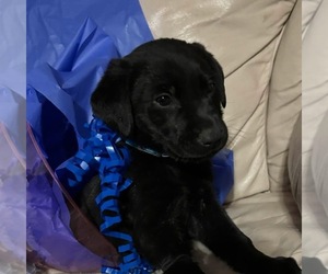 Labrador Retriever Puppy for Sale in HARRISONVILLE, Missouri USA