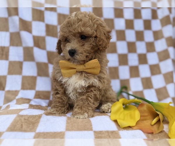 Medium Photo #4 Bichpoo Puppy For Sale in LAKELAND, FL, USA