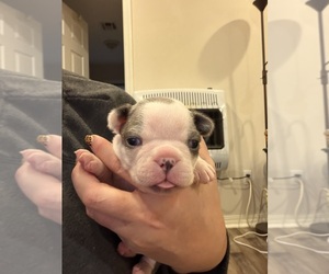 Boston Terrier Puppy for sale in FREDONIA, KS, USA