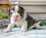 Small #3 Beabull