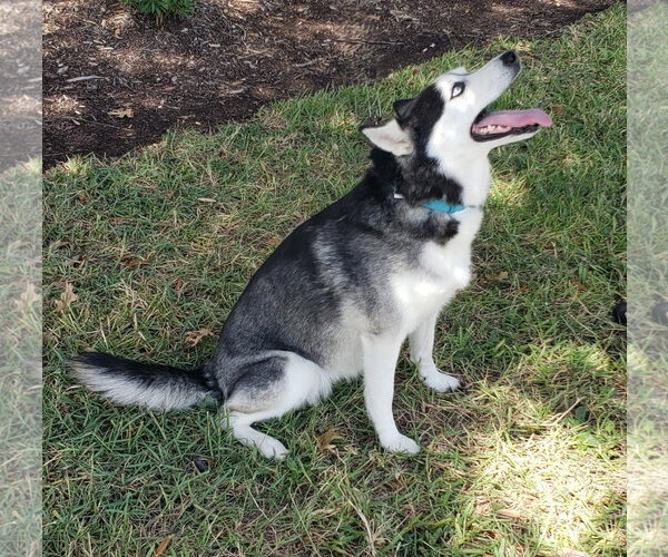 Medium Photo #3 Siberian Husky Puppy For Sale in HOUSTON, TX, USA