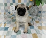 Small #1 Pug
