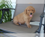 Small #2 Golden Retriever