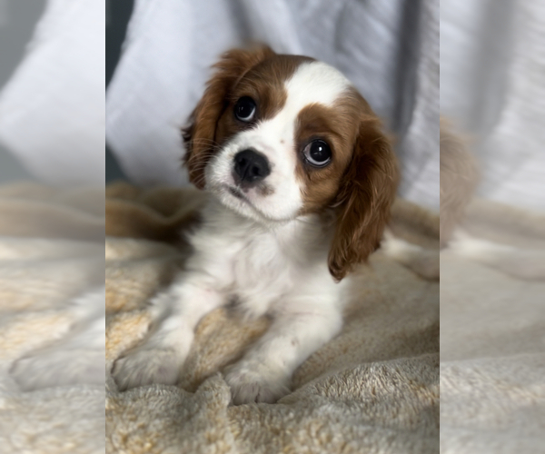Medium Photo #3 Cavalier King Charles Spaniel Puppy For Sale in NILES, MI, USA