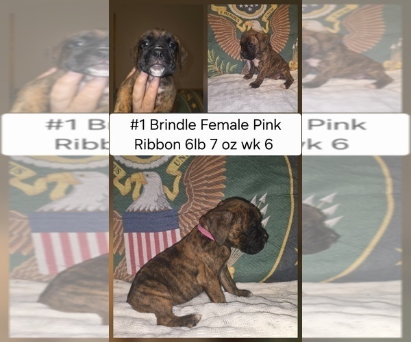 Medium Photo #2 Boxer Puppy For Sale in LINN GROVE, IN, USA