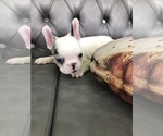 Small Photo #4 French Bulldog Puppy For Sale in FORT PIERCE, FL, USA