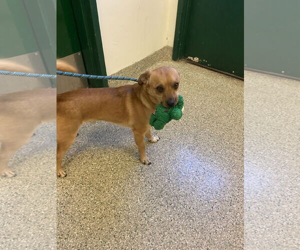 Medium Photo #10 Puggle Puppy For Sale in San Francisco, CA, USA