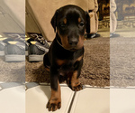 Small Photo #2 Doberman Pinscher Puppy For Sale in CORONA, CA, USA