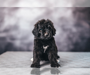 Bernedoodle Puppy for sale in LOCUST GROVE, OK, USA