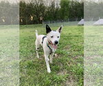 Small Border Collie Mix