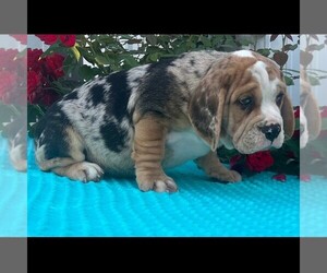 Beabull Puppy for sale in ARTHUR, IL, USA