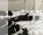 Small #8 Cane Corso