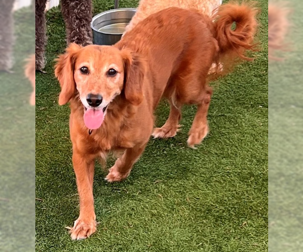 Medium Photo #2  Puppy For Sale in , 