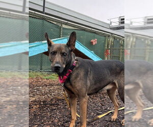 German Shepherd Dog-Unknown Mix Dogs for adoption in Waterford, VA, USA