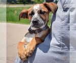 Small #4 German Shepherd Dog-Red Heeler Mix