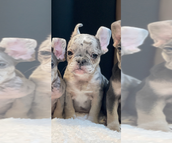 Medium Photo #3 French Bulldog Puppy For Sale in SAN MARINO, CA, USA