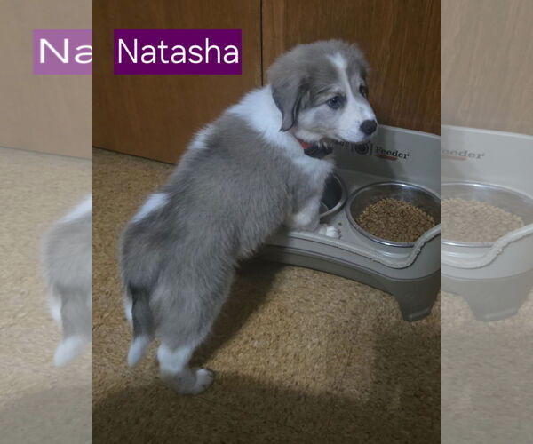 Medium Photo #2 Australian Shepherd-Great Pyrenees Mix Puppy For Sale in Mechanicsburg, PA, USA
