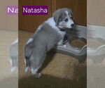 Small #1 Australian Shepherd-Great Pyrenees Mix