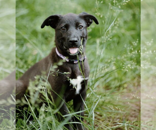 Medium Photo #17 Labrador Retriever-Unknown Mix Puppy For Sale in OKLAHOMA CITY, OK, USA