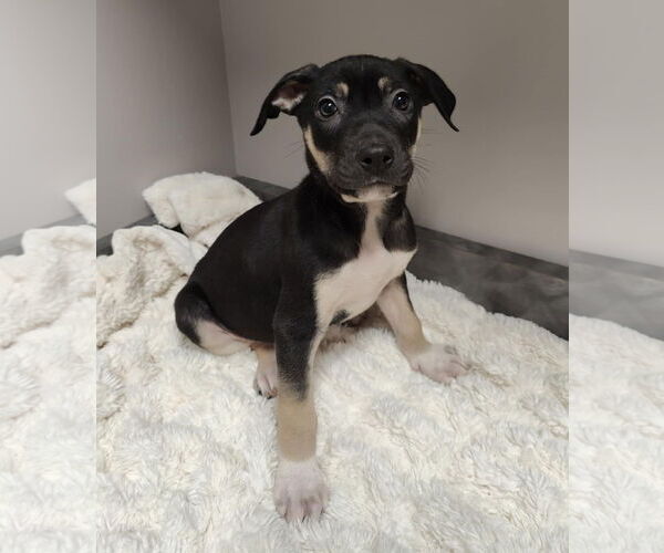 Medium Photo #7 American Pit Bull Terrier-Labrador Retriever Mix Puppy For Sale in St. Louis Park, MN, USA