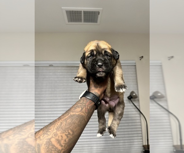 Medium Photo #43 Cane Corso-Saint Bernard Mix Puppy For Sale in LIVERMORE, CA, USA