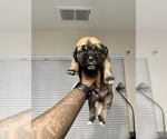 Small Photo #43 Cane Corso-Saint Bernard Mix Puppy For Sale in LIVERMORE, CA, USA