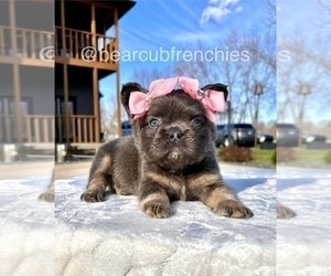 French Bulldog Puppy for sale in FRANKLIN, IN, USA