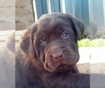 Small #1 Labrador Retriever