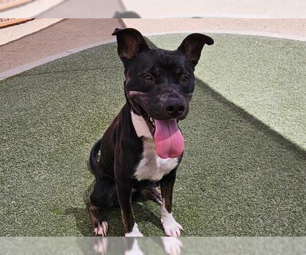 Medium Photo #3 American Pit Bull Terrier-Unknown Mix Puppy For Sale in Las Vegas, NV, USA