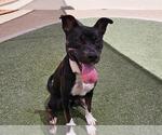 Small #2 American Pit Bull Terrier Mix