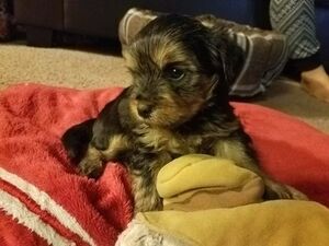 YorkiePoo Puppy for sale in BRENTWOOD, CA, USA