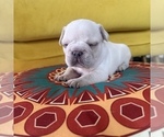 Small #4 French Bulldog