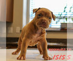 Puppy Isis American Bully