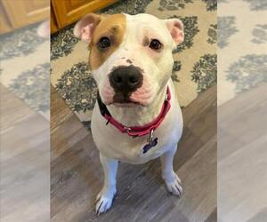 American Pit Bull Terrier Dogs for adoption in Woodland, CA, USA