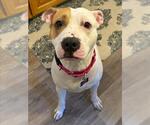 Small American Pit Bull Terrier