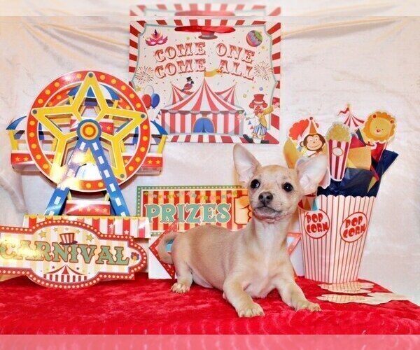 Medium Photo #54 Chihuahua Puppy For Sale in CHARLESTON, AR, USA