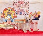 Small #8 Chihuahua