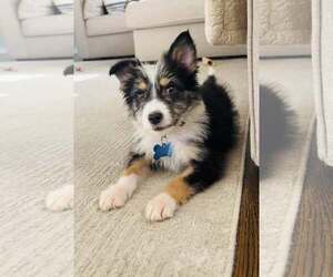 Australian Shepherd-Unknown Mix Dogs for adoption in Plainfield, IL, USA