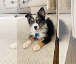 Small Australian Shepherd Mix