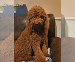 Small Photo #1 Labradoodle Puppy For Sale in SUMMERVILLE, SC, USA