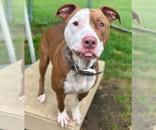 Medium Photo #2 American Pit Bull Terrier-Unknown Mix Puppy For Sale in Jefferson, WI, USA