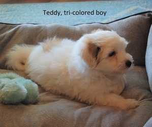 Coton de Tulear Puppy for sale in MESA, AZ, USA