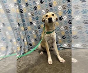 German Shepherd Dog Dogs for adoption in Rosenberg, TX, USA