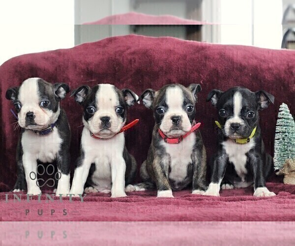 Medium Photo #3 Boston Terrier Puppy For Sale in PORT ROYAL, PA, USA