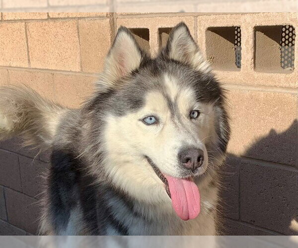 Medium Photo #1 Siberian Husky-Unknown Mix Puppy For Sale in Moreno Valley, CA, USA