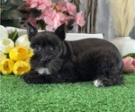 Small #2 Schnauzer (Miniature)